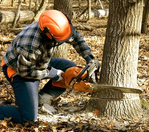 Tree Removal in Mayetta, KS